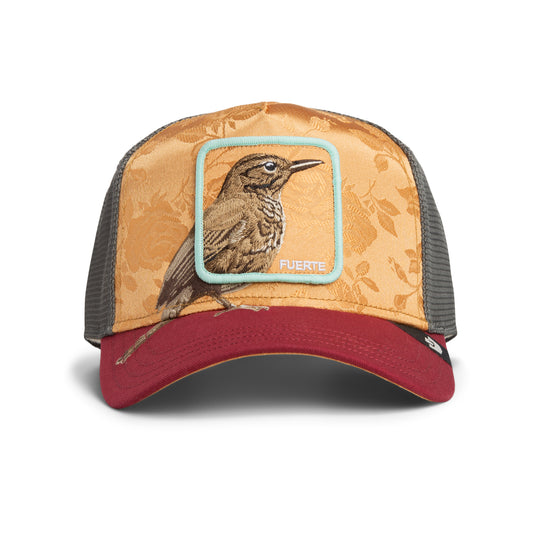 Costa Rica Thrush-AMBER